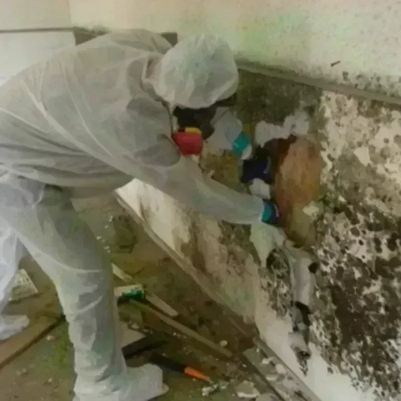 Mold Remediation and Removal in Bluffdale, UT